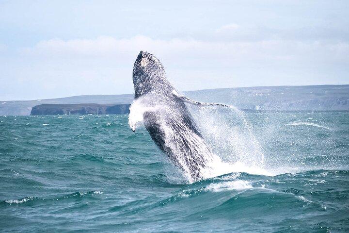 Whale Watching in Husavik