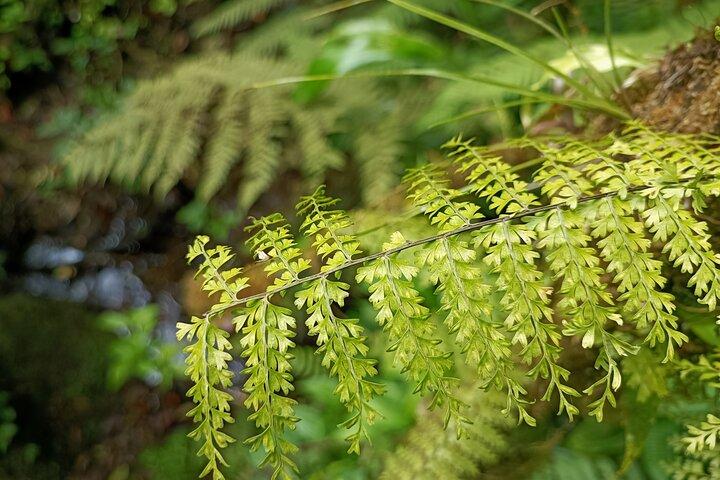 Private Guided Walk to the Santa Elena Cloud Forest Reserve