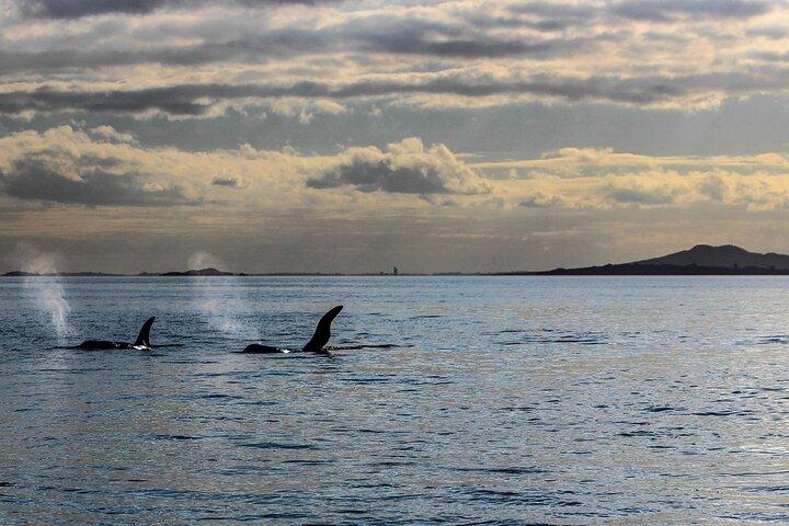 Discover Auckland City Tour: The City of Sails