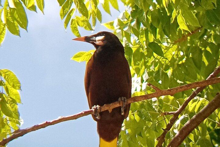 Rio Celeste and Sloth Sanctuary combo tour