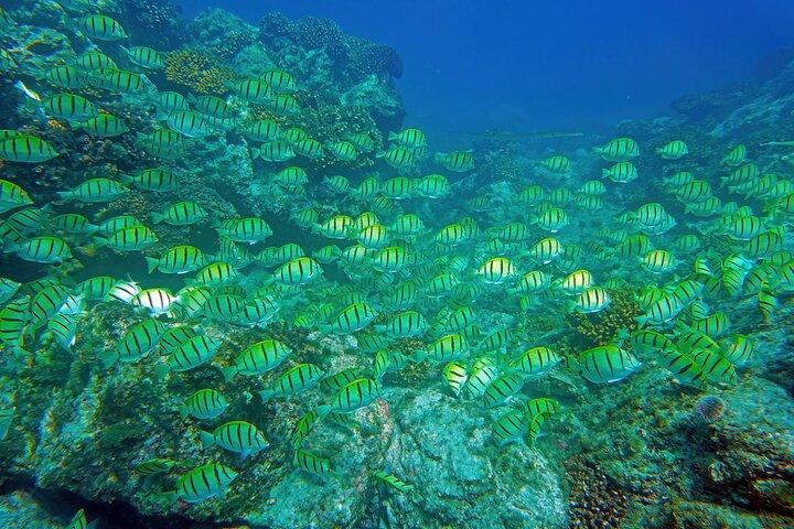 Los Cabos Snorkeling Tour by Speed Boat with Photos Included