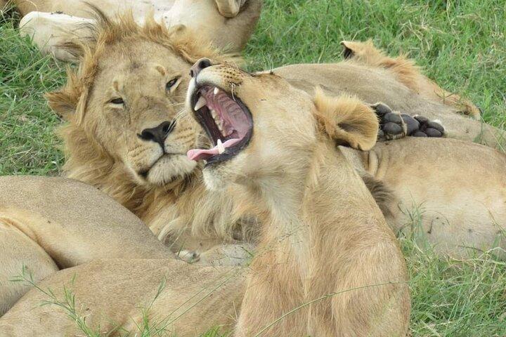 3 days group joining safari to Masai Mara with a Land CruiserJeep