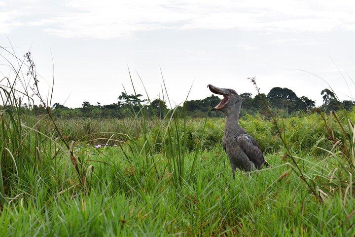Entebbe Eco Tour - Full Day (Private)