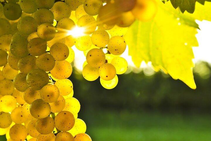 Gourmet Journey: 12-Course Lunch, Wine Tasting & Culinary Session
