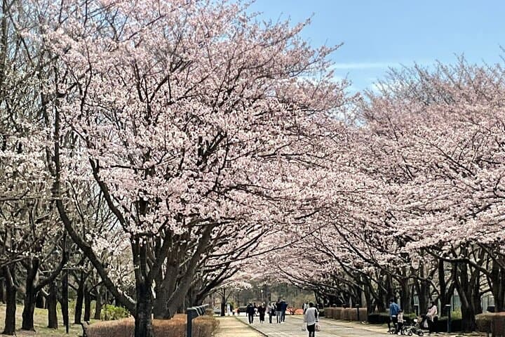 Cherry Blossom Highlights, Asakusa, Ueno, Imperial Palace Garden