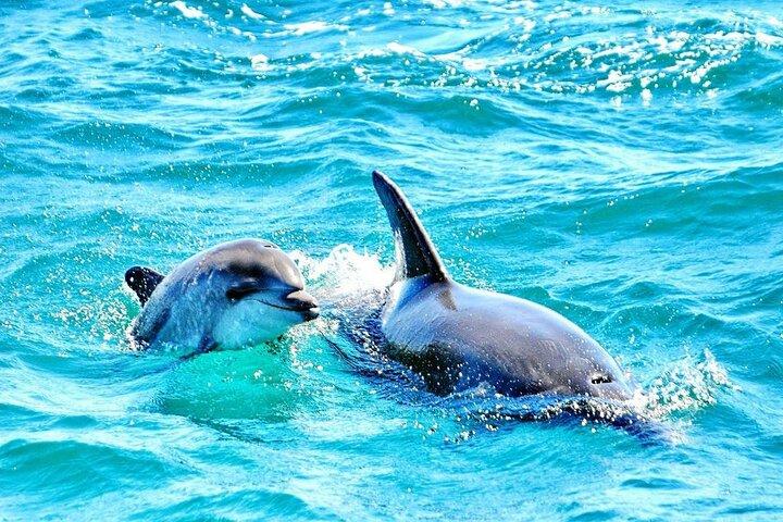 Dreamer Cave and Dolphins Boat Tour Ticket Albufeira