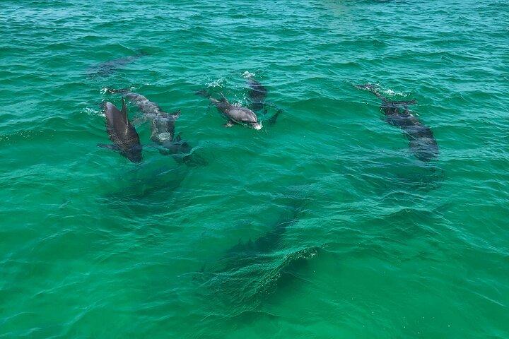 Panama City Beach Sunset Dolphin Cruise on the Islander