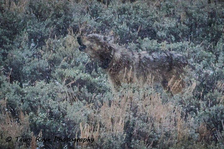 2-Day Private Yellowstone Tour(Lower and Upper Loops w Iconic Sites) w Lunch