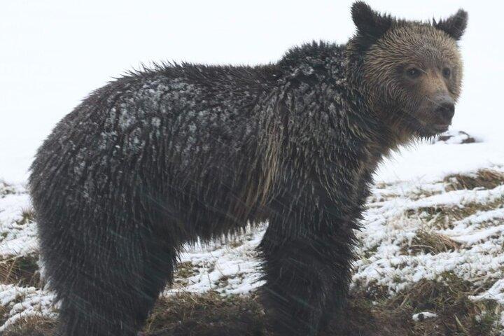2-Day Private Yellowstone Tour(Lower and Upper Loops w Iconic Sites) w Lunch