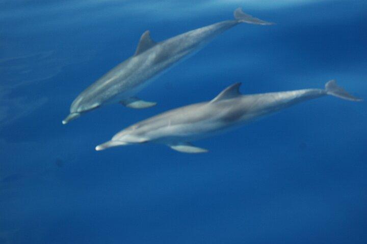Dolphin and Whale Sailing Tour in Los Gigantes