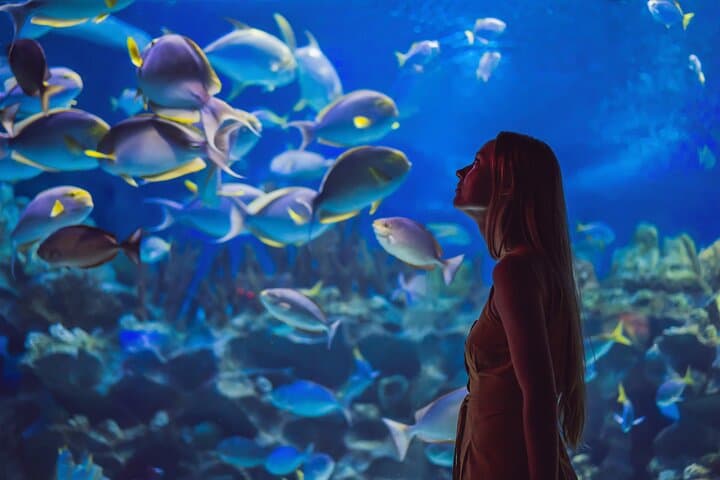 Dubai Mall Aquarium & Underwater Zoo Ticket with Private Transfer