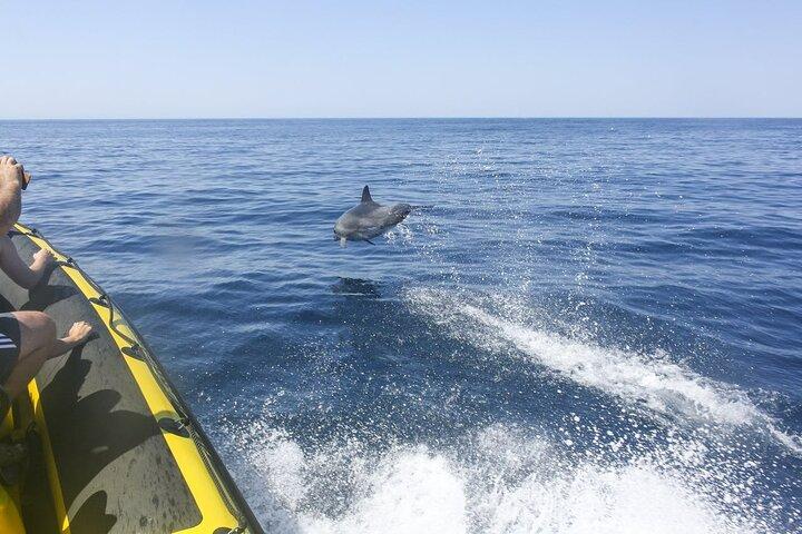 Dreamer Cave and Dolphins Boat Tour with Transport from Albufeira