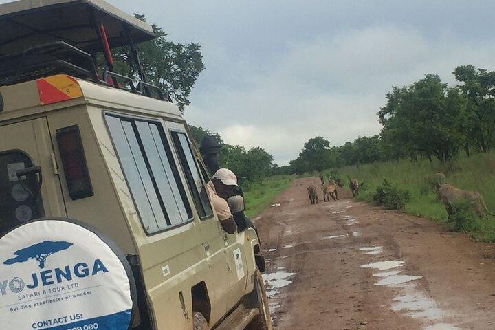 Full-Day Private Safari at Mikumi National Park with Lunch