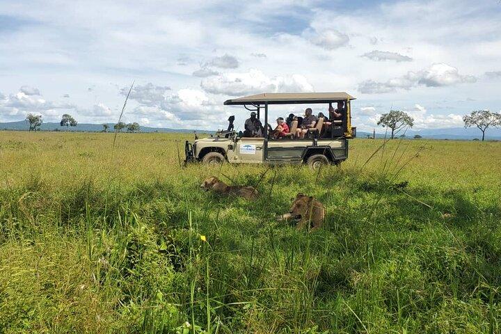 Full-Day Private Safari at Mikumi National Park with Lunch