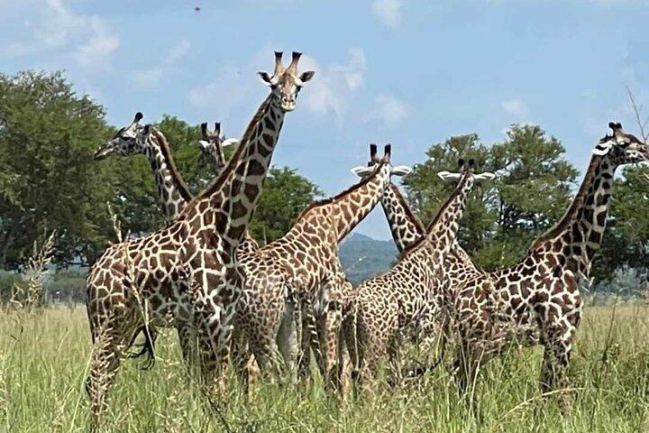 Full-Day Private Safari at Mikumi National Park with Lunch