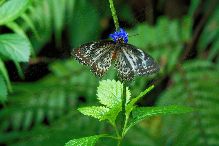 Butterfly and Dragonfly Watching Tours in Sinharaja Rainforest