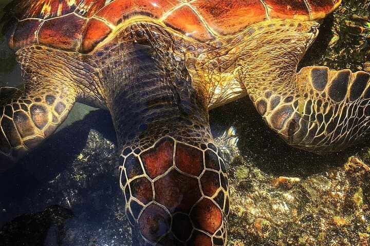 Swim with Sea Turtles; Spice Tour with Lunch; Prison Island Tour
