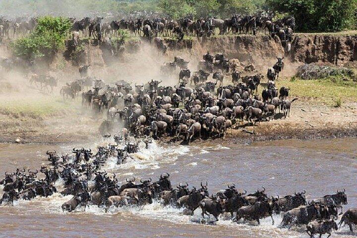 5 Days Tanzania Wildlife Encounter Camping Safari!