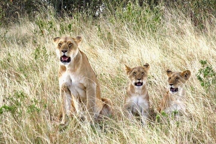 3 Days Private Tour at Masai Mara National Reserve