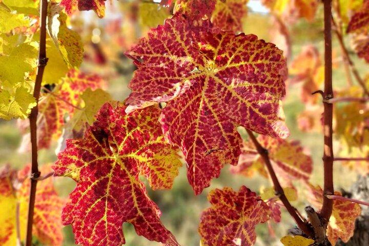 Lake Balaton private wine tasting and Tihany tour from Budapest