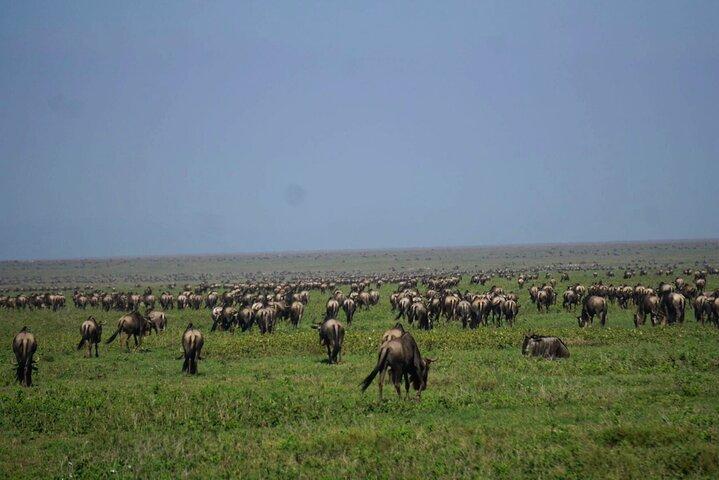 Ultimate Safari Adventure: Ngorongoro - Serengeti - Manyara