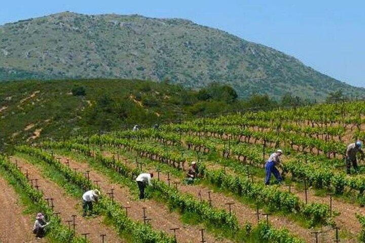 The Nemea wine roads with breathtaking Nafplion private tour