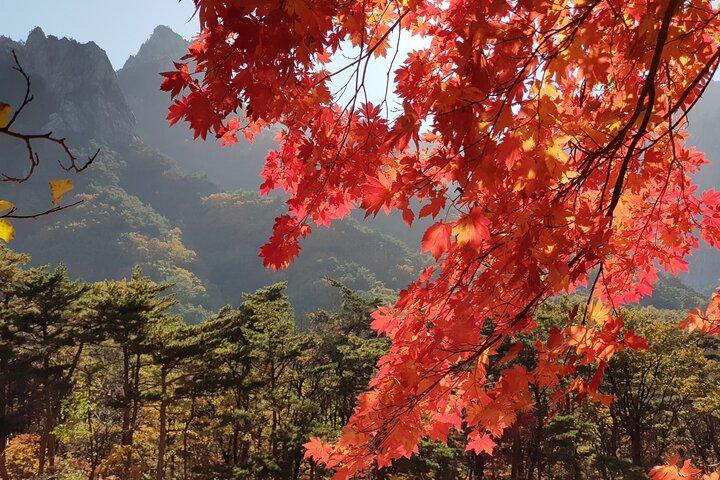 2 days Private Tour : Mt Seorak & Naksansa Temple & Nami Island 'from Seoul'