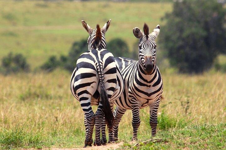4 Days Safari in Tanzania
