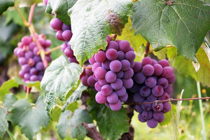 Wineries Tour Sao Paulo