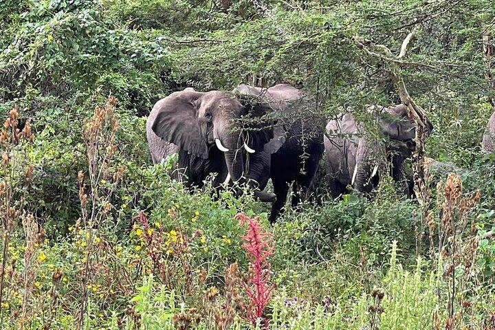 3 Days Selous (Nyerere National Park) Safari from Zanzibar & Back
