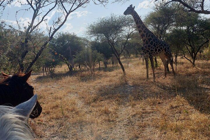 Maun Horse Riding Safari in Private Game Lodge