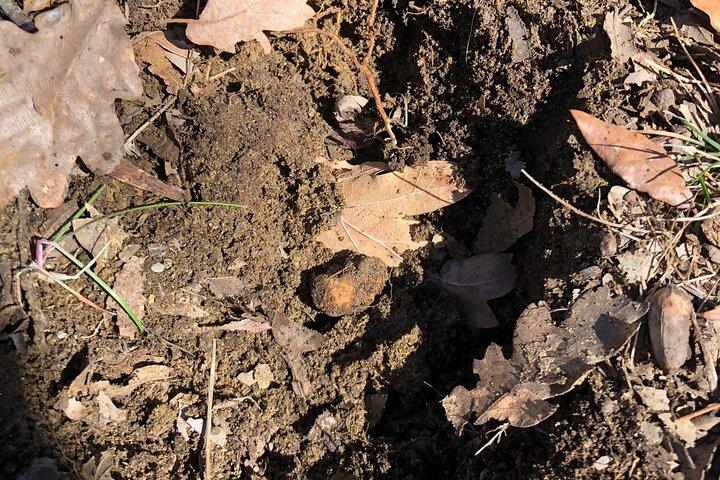 Truffle Hunting & Tasting in San Miniato Tuscany with Dogs