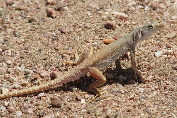 Full-Day Tour in Namib Desert from Swakopmund, Namibia