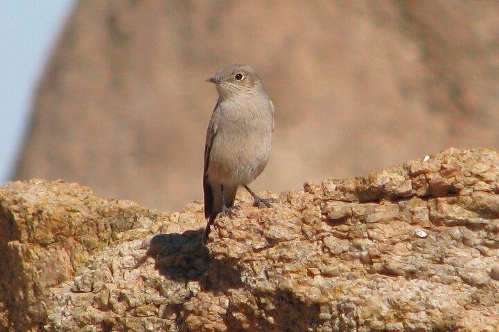 Full-Day Tour in Namib Desert from Swakopmund, Namibia