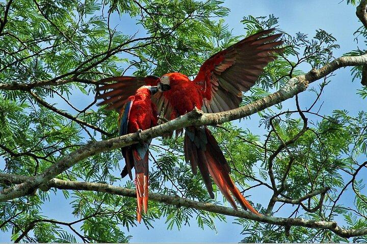 Tambopata tour Macaw Clay Lick 2 days