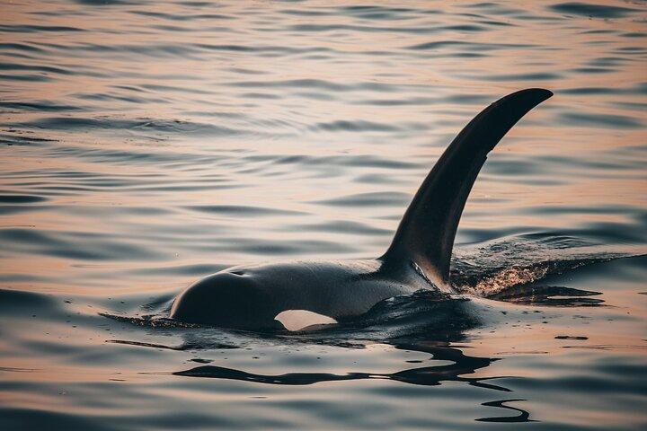 Vancouver Sunset Whale Watching Adventure with Free Photos