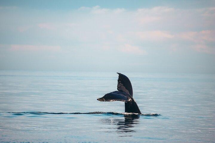 Vancouver Sunset Whale Watching Adventure with Free Photos
