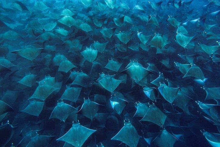 Mobula Ray Snorkeling with Photos Included
