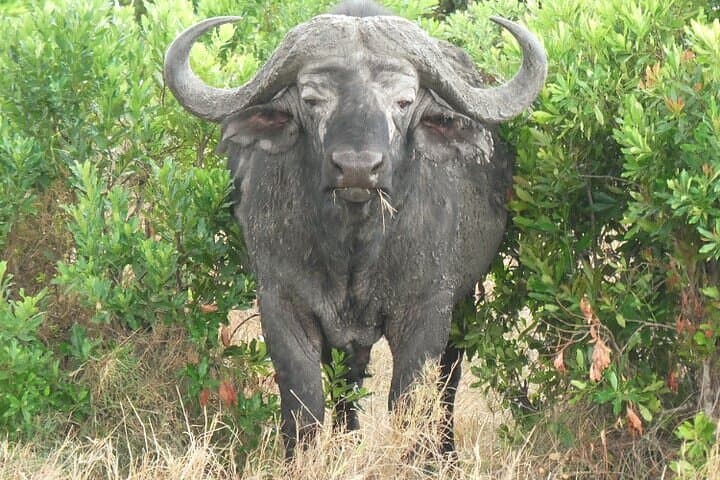 4 Days Masai Mara, Lake Nakuru National Park Private Safari