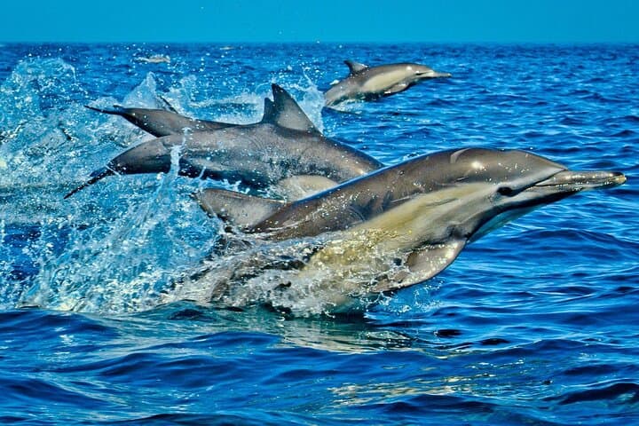 Full-Day Guided private Dolphins tour+ Monkeys + Stone town &spice Farm Zanzibar