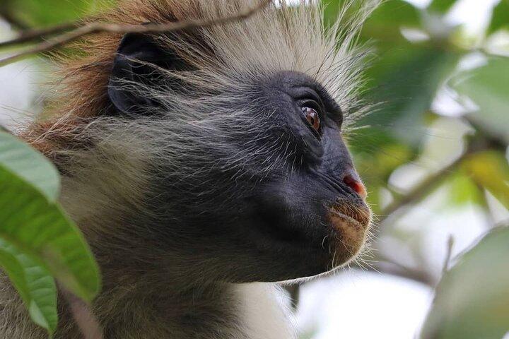 Jozani Monkey Tour; Ngonga Cave; Salaam Cave; Kuza Cave; The Rock