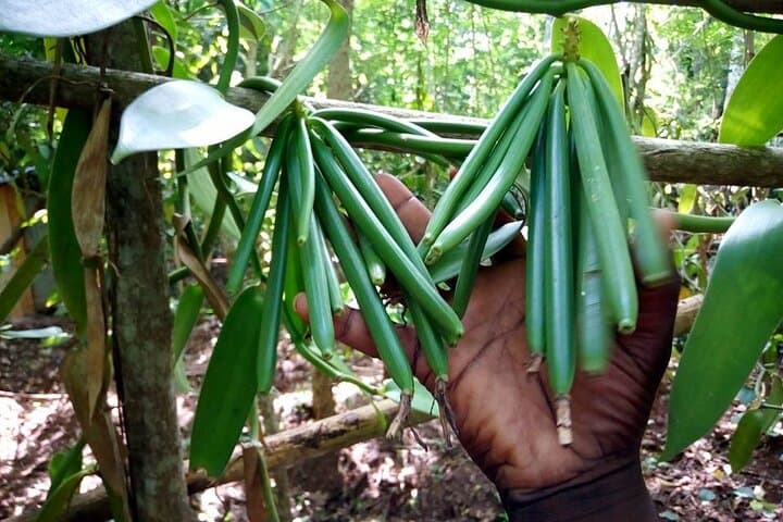 Half-Day Private Spice Tour in Kizimbani Farms, Zanzibar