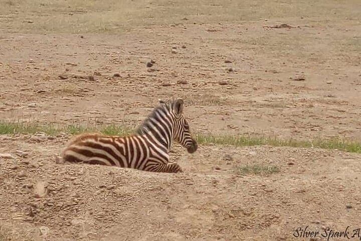 14-Day Serengeti Maasai Mara Amboseli Tarangire Zanzibar