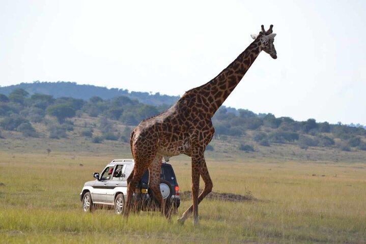 Private 1 Day Akagera Big Five Safari with pick up and lunch.