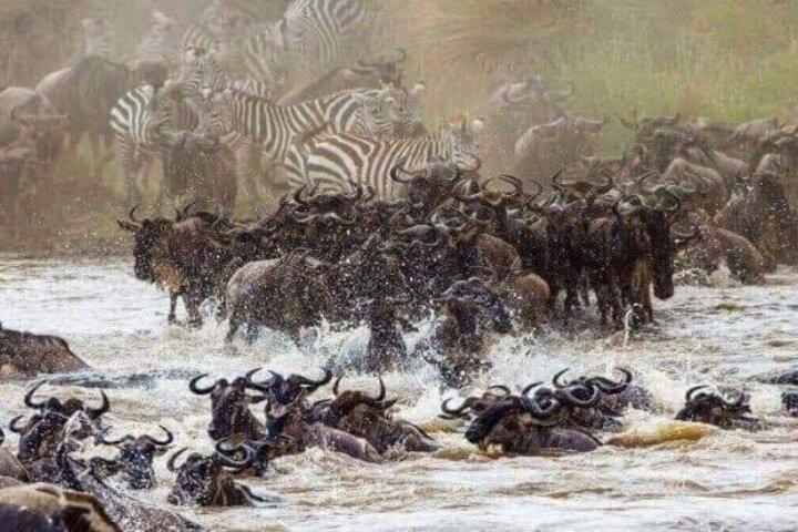 Guided Tour Masai Mara Kenya