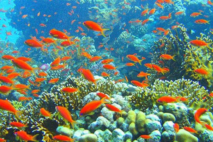 Giftun Island Private Snorkeling Trip from Hurghada with Pickup