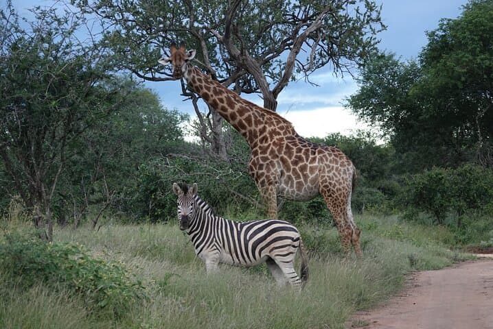 Full Day Kruger Park Wildlife Safari from Hoedspruit
