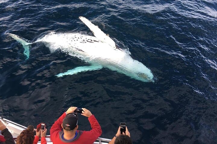 Full-Day Whale Watching and Wine Region Experience from Cape Town