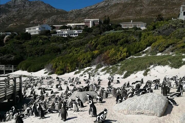 Full Day Cape Peninsula, Cape Point Tour