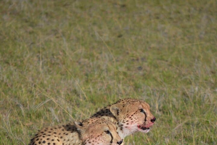 4 Day Private Lake Naivasha and Maasai Mara Safari Adventure